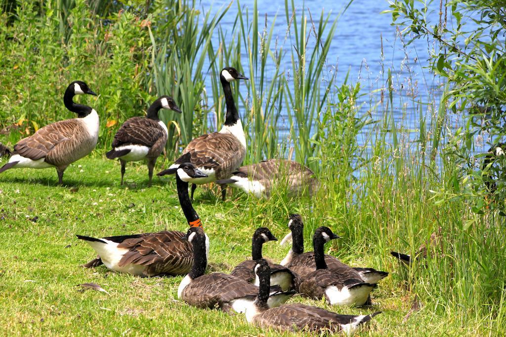 Lake Pochard Holiday Lodges South Cerney Quarto foto